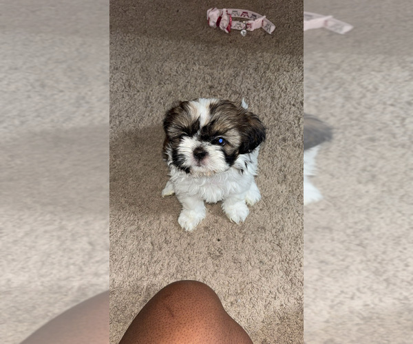 Medium Photo #1 Shorkie Tzu Puppy For Sale in COLORADO SPRINGS, CO, USA