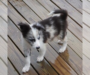 Border Collie Puppy for sale in DOUGLASS, KS, USA