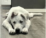 Small #21 Huskies -Labrador Retriever Mix