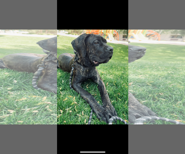 Medium Photo #4 Mutt Puppy For Sale in Goodyear, AZ, USA