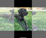 Small #3 Mutt