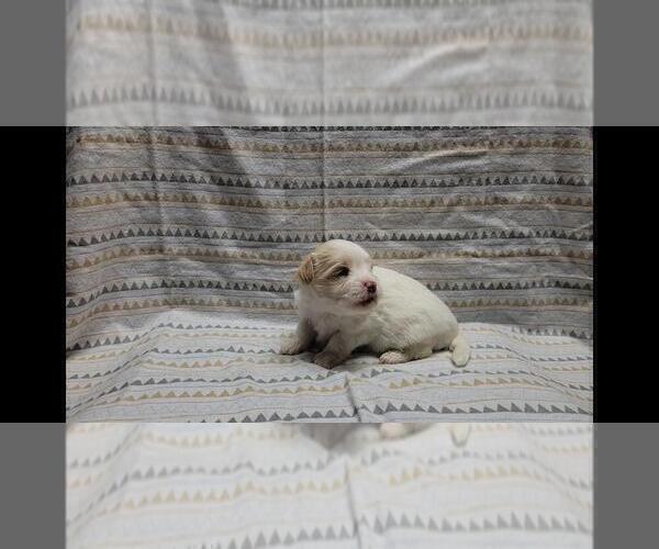 Medium Photo #7 Maltipoo Puppy For Sale in BROOKFIELD, MO, USA
