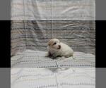 Small Photo #7 Maltipoo Puppy For Sale in BROOKFIELD, MO, USA