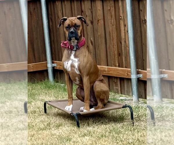 Medium Photo #3 Boxer-Unknown Mix Puppy For Sale in Rockwall, TX, USA