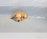 Small Photo #32 Golden Retriever Puppy For Sale in BLACK FOREST, CO, USA
