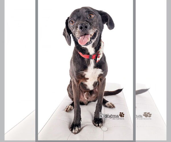 Medium Photo #5 Puggle Puppy For Sale in Newport Beach, CA, USA