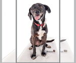 Small #4 Puggle