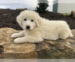Small Photo #3 Great Pyrenees Puppy For Sale in LEITCHFIELD, KY, USA