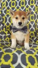 View Ad Shiba Inu Puppy For Sale Near Pennsylvania Buck