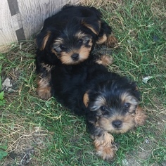 Yorkshire Terrier Puppy for sale in COTTAGE GROVE, MN, USA