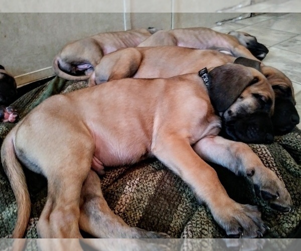 Medium Photo #4 Great Dane Puppy For Sale in CONWAY, SC, USA