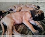 Small Photo #4 Great Dane Puppy For Sale in CONWAY, SC, USA