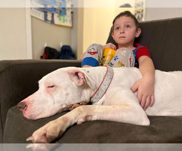 Medium Photo #24 American Pit Bull Terrier-Unknown Mix Puppy For Sale in Germantown, OH, USA