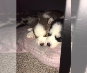 Siberian Husky Puppy for sale in LINCOLN, IL, USA