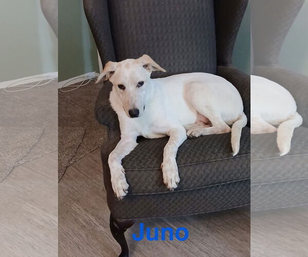 Medium Photo #1 Mutt Puppy For Sale in Topeka, KS, USA