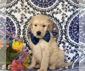 Goldendoodle Puppy for sale in LANCASTER, PA, USA