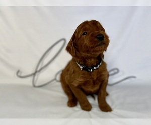 Medium Goldendoodle
