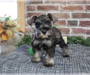 Schnauzer (Miniature) Puppy for sale in SYRACUSE, IN, USA
