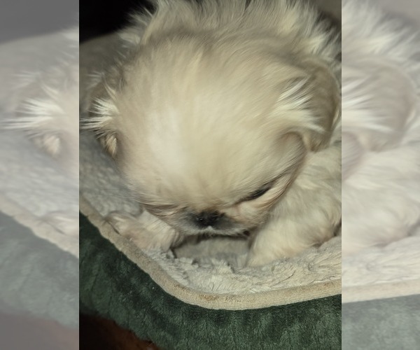 Medium Photo #4 Pekingese Puppy For Sale in COLUMBIA, SC, USA