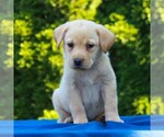 Small Photo #3 Labrador Retriever Puppy For Sale in GORDONVILLE, PA, USA