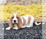 Small #2 Basset Hound