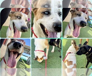 Trotter - Male Mutt Dog for Adoption - Photo #7