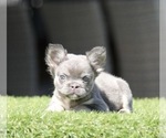 Small French Bulldog