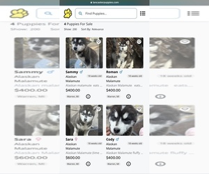 Alaskan Malamute Puppy for sale in WARREN, MI, USA