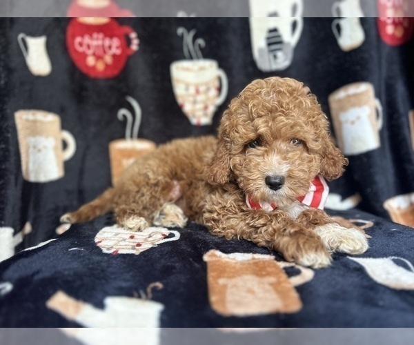 Medium Photo #4 Cock-A-Poo Puppy For Sale in LAKELAND, FL, USA