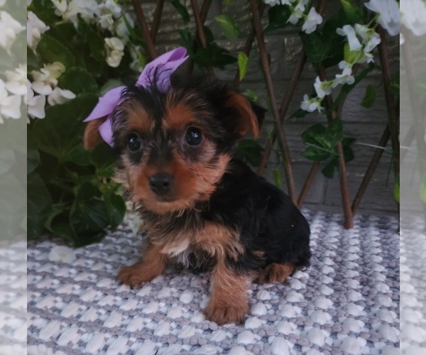 Medium Photo #1 Yorkshire Terrier Puppy For Sale in INDIANAPOLIS, IN, USA