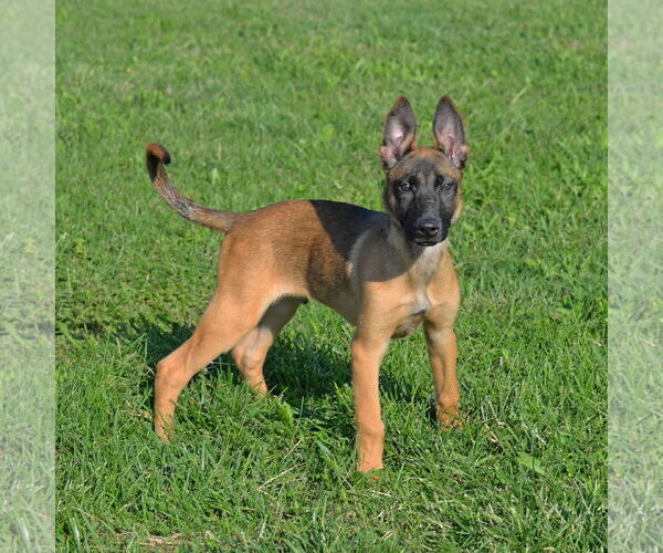 Medium Photo #13 Mutt Puppy For Sale in Gretna, NE, USA