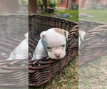 Small #9 Olde English Bulldogge