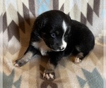 Small #5 Miniature Australian Shepherd