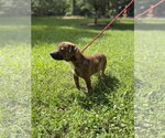 Small #3 Dachshund