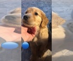 Small Photo #8 Golden Retriever Puppy For Sale in EAST HAMPTON, CT, USA