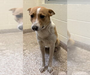 Mutt Dogs for adoption in Pueblo, CO, USA