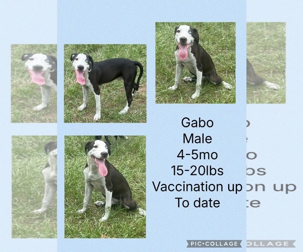 Medium Photo #1 Dalmatian-Whippet Mix Puppy For Sale in Virginia Beach, VA, USA