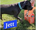 Small #1 American Pit Bull Terrier Mix