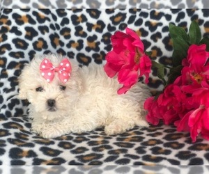 Shih-Poo Puppy for sale in LAKELAND, FL, USA