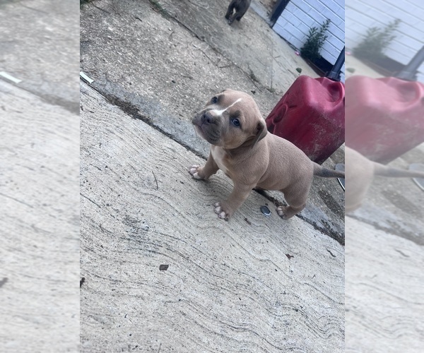 Medium Photo #1 American Bully Puppy For Sale in SANFORD, NC, USA