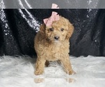 Small Photo #57 Cavapoo Puppy For Sale in WARSAW, IN, USA