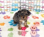 Small #1 Yorkipoo