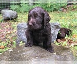 Small Photo #6 Labradoodle Puppy For Sale in SAGINAW, MN, USA