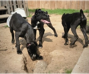 Cane Corso Litter for sale in HOUSTON, TX, USA