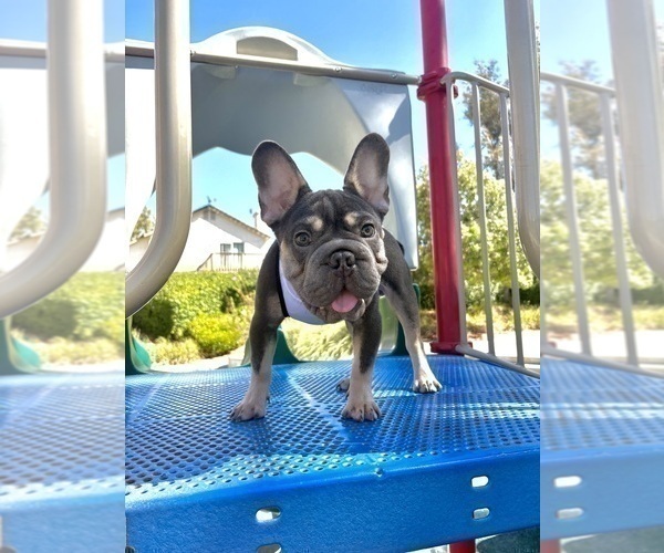Medium Photo #7 French Bulldog Puppy For Sale in GUILFORD, CT, USA