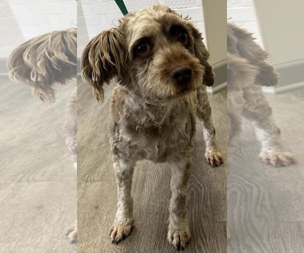 Medium Photo #7 Cock-A-Poo Puppy For Sale in Westminster, MD, USA