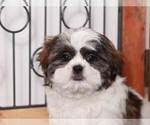 Small Photo #2 Shih Tzu Puppy For Sale in NAPLES, FL, USA