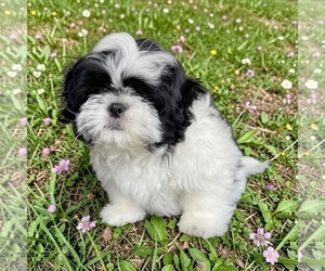 Shih Tzu Puppy for sale in VANCOUVER, WA, USA
