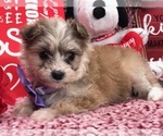Small Photo #1 Pomsky-Poodle (Toy) Mix Puppy For Sale in CLAY, PA, USA