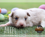 Small Photo #12 Miniature Australian Shepherd Puppy For Sale in GRANBURY, TX, USA
